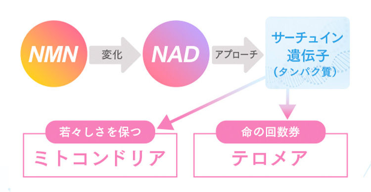 NHN 変化 NAD アプローチ サーチュイン遺伝子(タンパク質) 若々しさを保つミトコンドリア 命の回数券テロメア